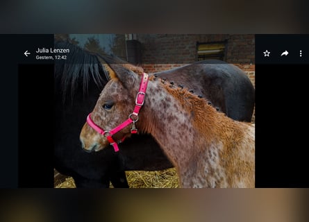 Knabstrup, Mare, 1 year, 15,1 hh, Leopard-Piebald