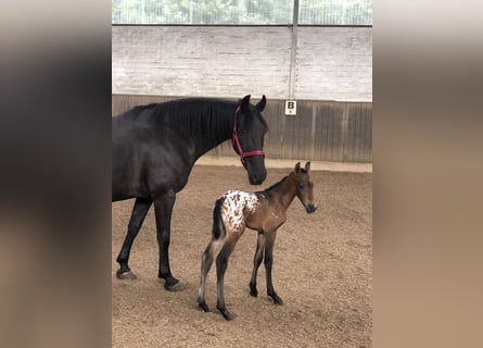 Knabstrup Mix, Mare, 1 year, 15,2 hh, Leopard-Piebald