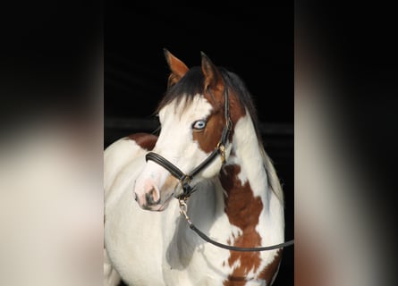 Knabstrup, Mare, 2 years, 15,1 hh, Overo-all-colors