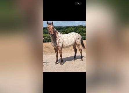 Knabstrup, Mare, 3 years, 15 hh, Leopard-Piebald