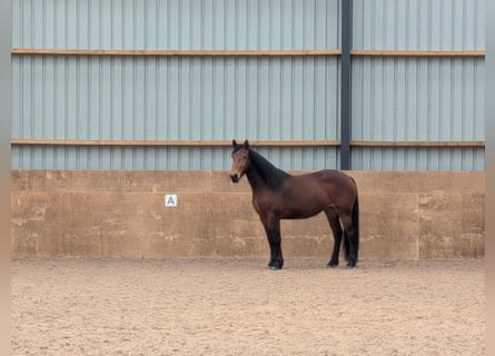 Knabstrup, Mare, 3 years, 15,2 hh, Bay