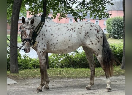 Knabstrup, Mare, 5 years, 15.2 hh, Leopard-Piebald Knabstrup, Mare, 5 years, 15.2 hh, Leopard-Piebald