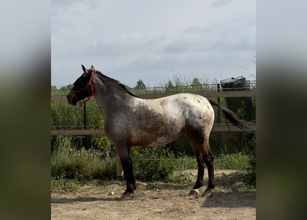 Knabstrup, Mare, 6 years, 15,2 hh, Leopard-Piebald