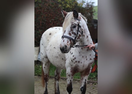 Knabstrup, Mare, 8 years, 13,3 hh, Leopard-Piebald