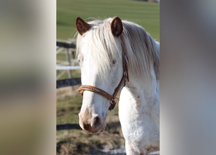 Knabstrup, Mare, 9 years, 14,2 hh, White