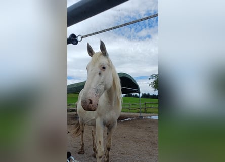 Knabstrup, Mare, 9 years, 15,1 hh, White