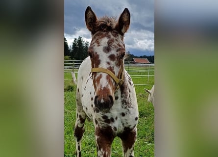 Knabstrupper, Stute, Fohlen (06/2024), 15,1 hh, Tigerschecke