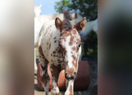 Knabstrup, Mare, Foal (06/2024), 15,1 hh, Leopard-Piebald