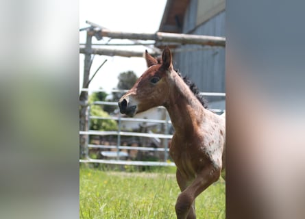 Knabstrup, Mare, , 15,1 hh, Leopard-Piebald