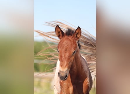 Knabstrup, Mare, , 15,1 hh, Leopard-Piebald