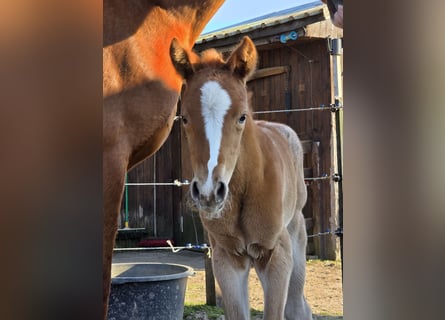 Knabstrup, Mare, , 15,2 hh, Leopard-Piebald