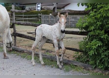 Knabstrup, Mare, , 15,2 hh, Leopard-Piebald