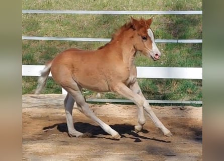 Knabstrup, Mare, Foal (02/2026), Chestnut-Red
