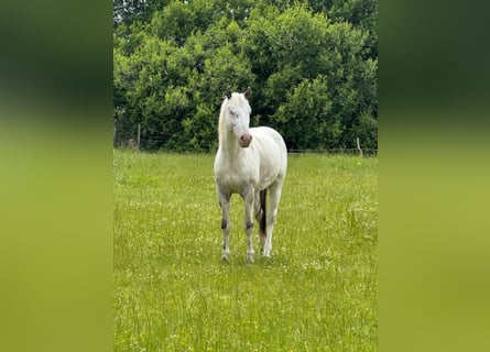 Knabstrup, Ogier, 4 lat, 154 cm, Biała
