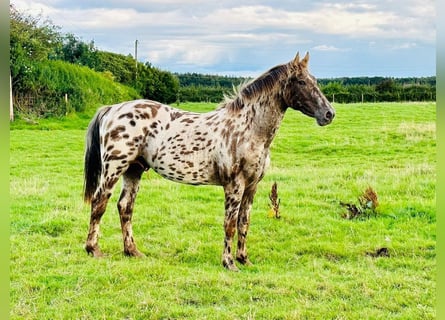 Knabstrup, Stallion, 3 years, Roan-Red