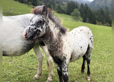 Knabstrup Mix, Stallion, , 11,2 hh, Leopard-Piebald