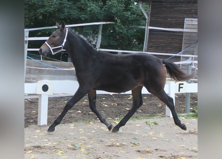 Knabstrup, Stallion, Foal (02/2025), 14.2 hh, Brown Knabstrup, Stallion, Foal (02/2025), 14.2 hh, Brown