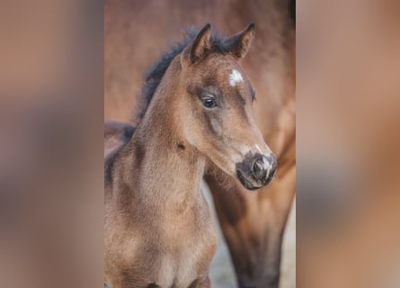 Knabstrup, Stallion, , 14,3 hh, Brown