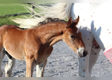 Knabstrup, Stallion, , 15.1 hh, Brown