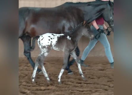 Knabstrup, Stallion, Foal (06/2024), 15,1 hh, Leopard-Piebald