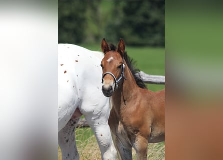 Knabstrup, Stallion, Foal (06/2025), 15,1 hh, Brown