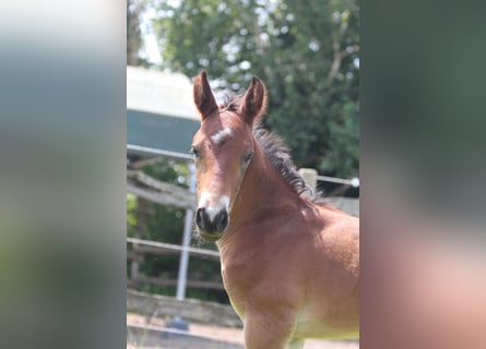 Knabstrup, Stallion, , 15,1 hh, Brown