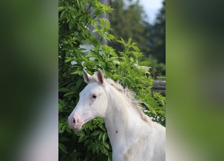 Knabstrup, Stallion, , 15,2 hh, Leopard-Piebald