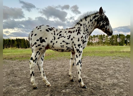 Knabstrup, Stallion, Foal (07/2025), 15,2 hh, Leopard-Piebald