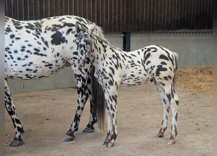 Knabstrup, Stallion, , 16 hh, Leopard-Piebald