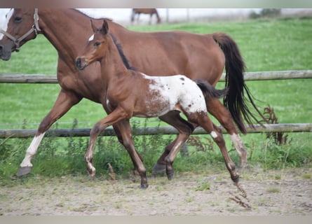 Knabstrup, Stallion, Foal (06/2025), 16,1 hh, Leopard-Piebald