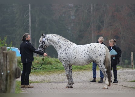 Knabstrup, Stallion, 18 years, 15,1 hh, Leopard-Piebald