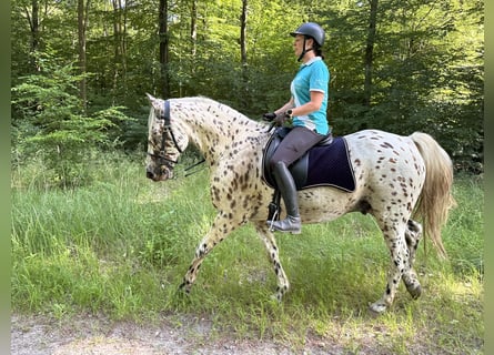 Knabstrup, Wałach, 12 lat, 160 cm, Tarantowata