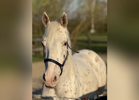 Knabstrup, Wałach, 4 lat, 160 cm, Tarantowata