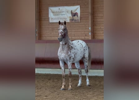 Knabstrup, Wałach, 4 lat, 160 cm, Tarantowata