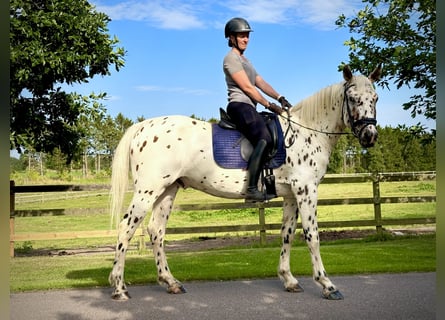 Knabstrup, Wałach, 4 lat, 164 cm, Tarantowata