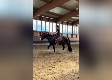Knabstrupper Mestizo, Caballo castrado, 3 años, 145 cm, Negro