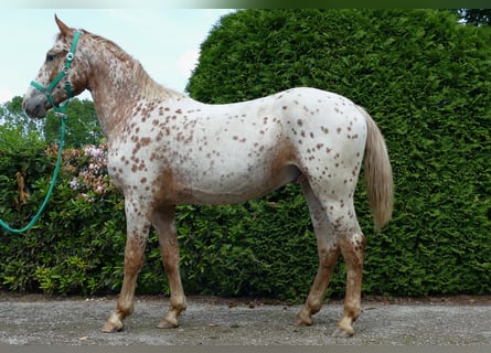 Knabstrupper, Caballo castrado, 4 años, 160 cm, Atigrado/Moteado