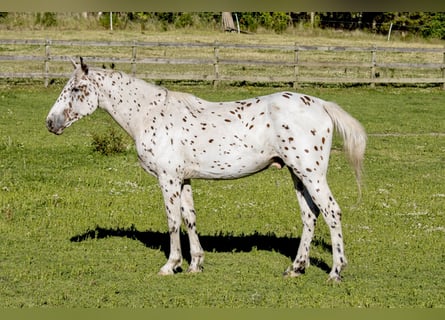 Knabstrupper, Caballo castrado, 4 años, 163 cm, Atigrado/Moteado