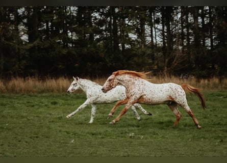 Knabstrupper, Caballo castrado, 6 años, 158 cm, Atigrado/Moteado