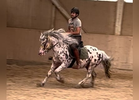 Knabstrupper, Caballo castrado, 8 años, 140 cm, Atigrado/Moteado