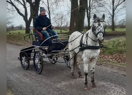 Knabstrupper, Caballo castrado, 9 años, 138 cm, Atigrado/Moteado