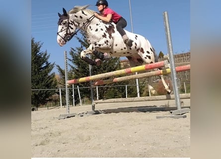 Knabstrupper, Castrone, 10 Anni, 167 cm, Leopard