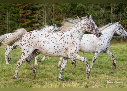 Knabstrupper, Castrone, 12 Anni, 162 cm, Leopard