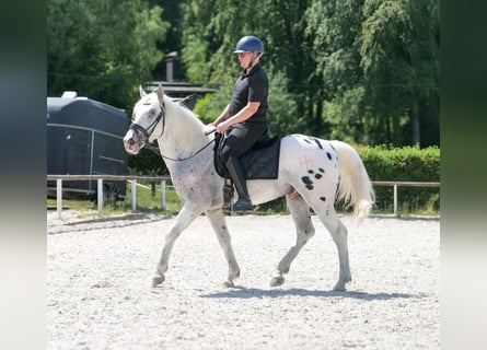 Knabstrupper Mix, Castrone, 3 Anni, 158 cm, Leopard