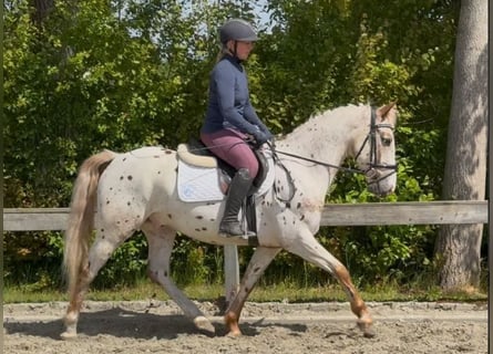 Knabstrupper, Castrone, 5 Anni, 147 cm, Leopard