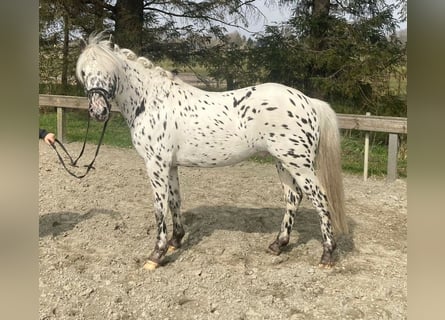 Knabstrupper, Castrone, 7 Anni, 138 cm, Grigio