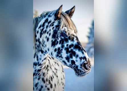 Knabstrupper, Giumenta, 15 Anni, 158 cm, Leopard