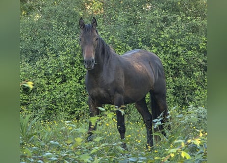Knabstrupper, Giumenta, 2 Anni, 160 cm, Baio scuro