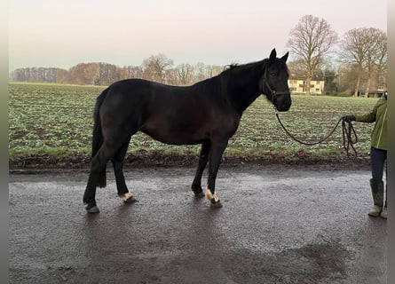 Knabstrupper, Giumenta, 6 Anni, 154 cm, Morello