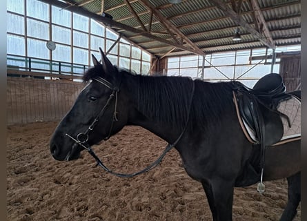 Knabstrupper, Giumenta, 8 Anni, 154 cm, Morello